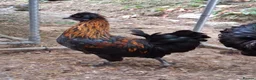 Chickens poultry for sale: Polish x silkie Roosters in Bude - Advert 3