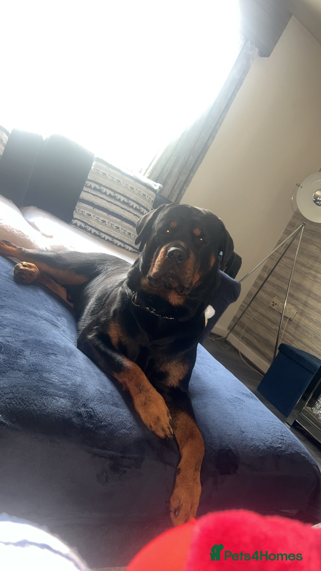 Rottweiler dogs for stud: Novo the rottie - Image 1