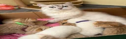 British Shorthair cats for sale: Adorable TICA British Shorthair kittens  - Advert 17