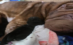 Shar Pei dogs for sale: 3x beautiful shar pei puppies  - Image 3