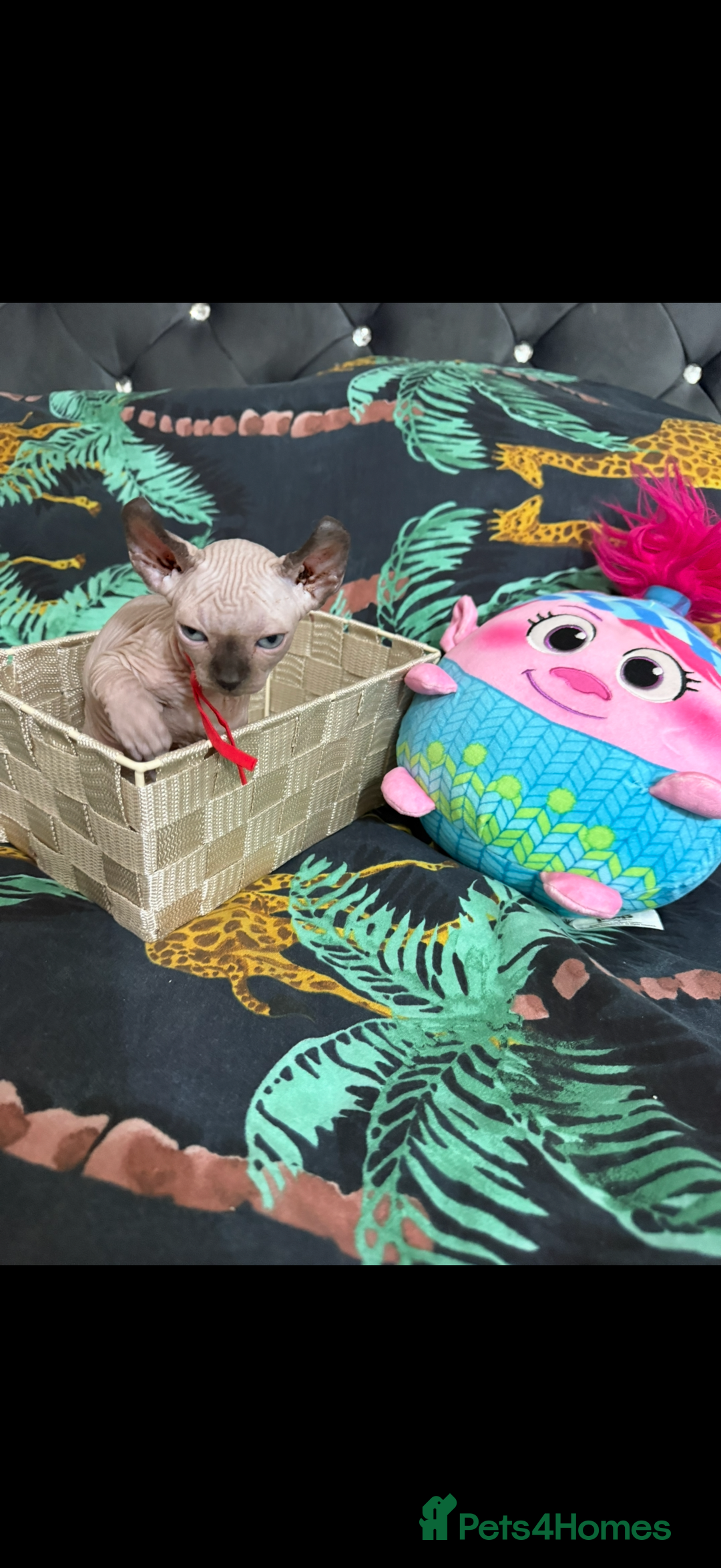 Sphynx cats for sale: Bald, bold elf blue eyes kittens  - Image 21