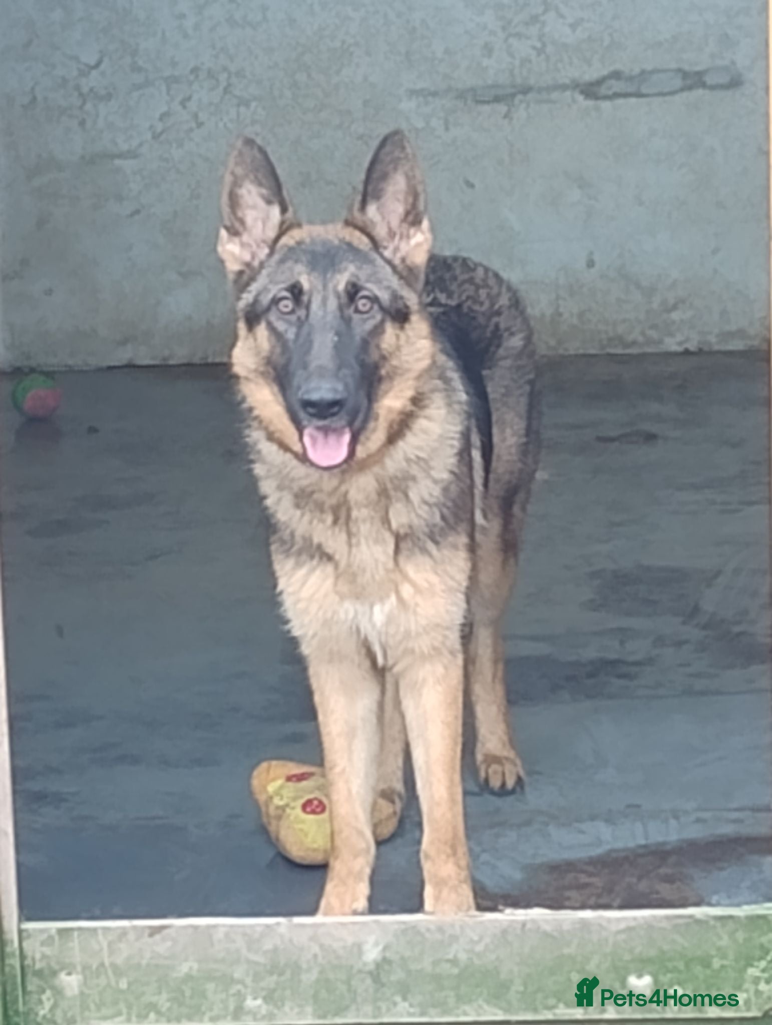 German Shepherd dogs Millie Germany Shepherd  - Advert 2