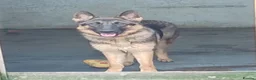 German Shepherd dogs for sale: Millie Germany Shepherd  - Advert 1
