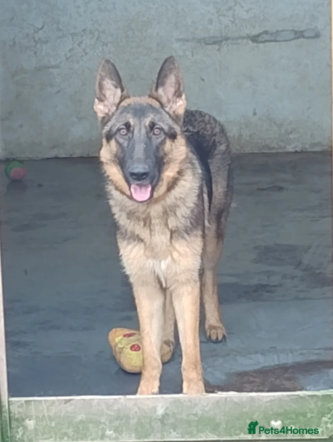 German Shepherd dogs for sale: Millie Germany Shepherd  - Advert 1