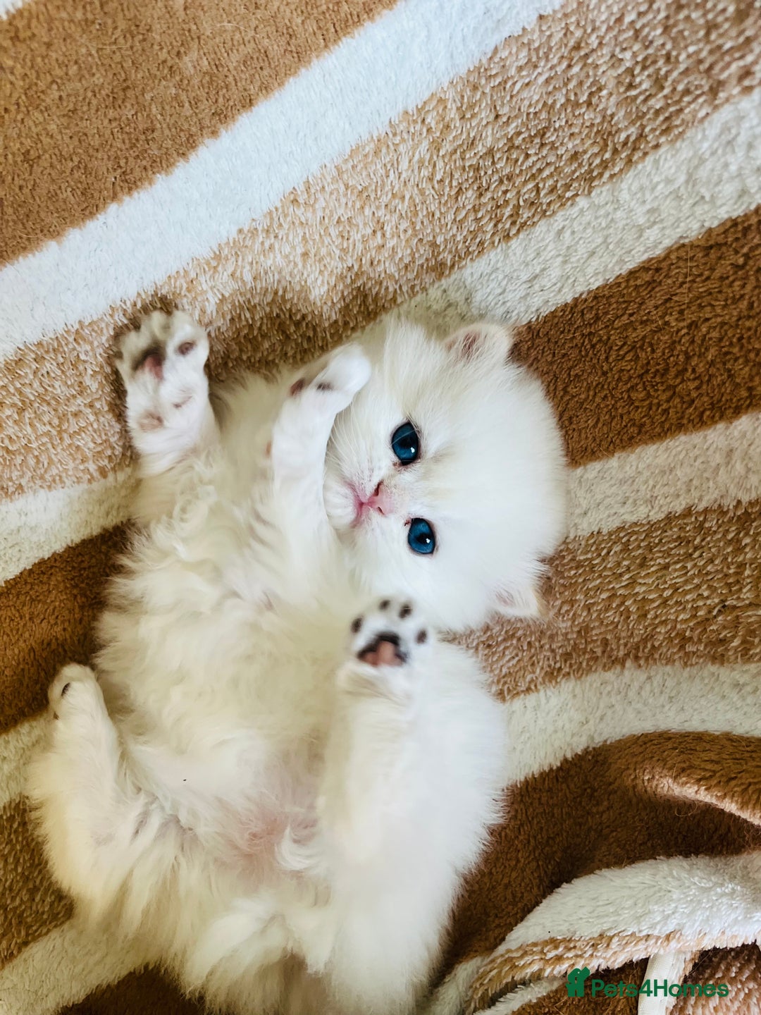 British Longhair cats for sale: 🐾🤩❤️Gold Angels - tiny stars 🐾❤️🐱 - Image 14
