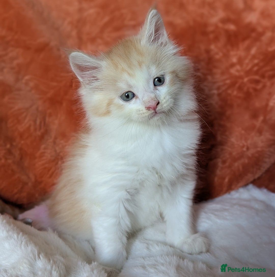 Maine Coon cats for sale: Maine Coon Kittens - Image 22