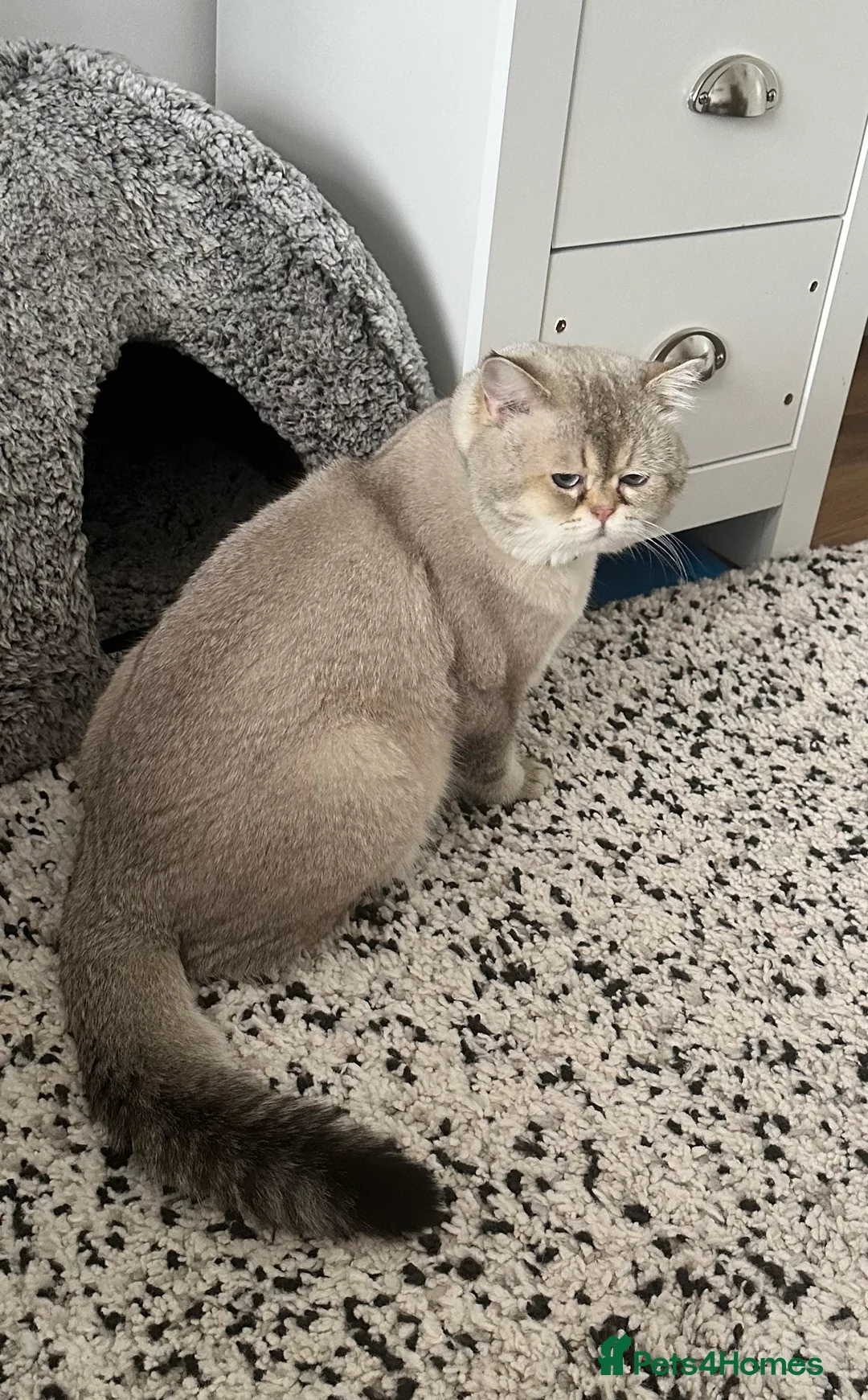 British Shorthair cats for stud: Teddy  - Advert 11