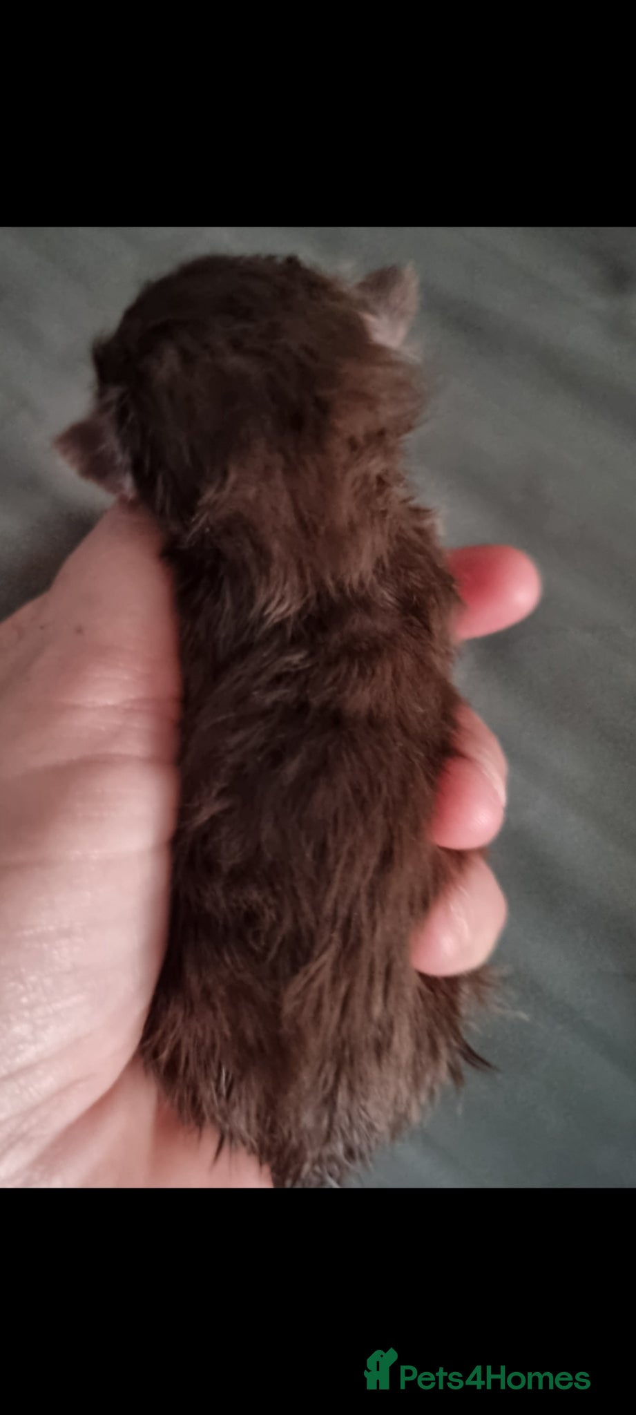 British Shorthair cats British shorthair  - Advert 17