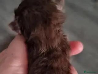 British Shorthair cats British shorthair - Advert 17