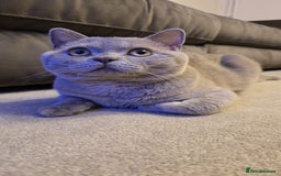 British Shorthair cats for sale: Rare lilac British shorthair  - Image 3