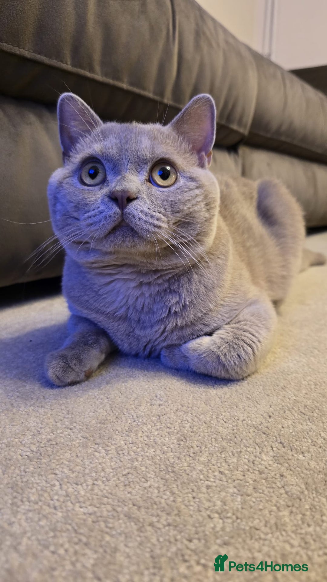British Shorthair cats for sale: Rare lilac British shorthair  - Image 3