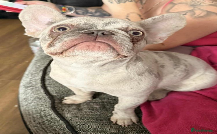 French Bulldog dogs - Advert 15