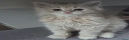 Siberian cats for sale: 6 beautiful Siberian kittens  - Advert 8