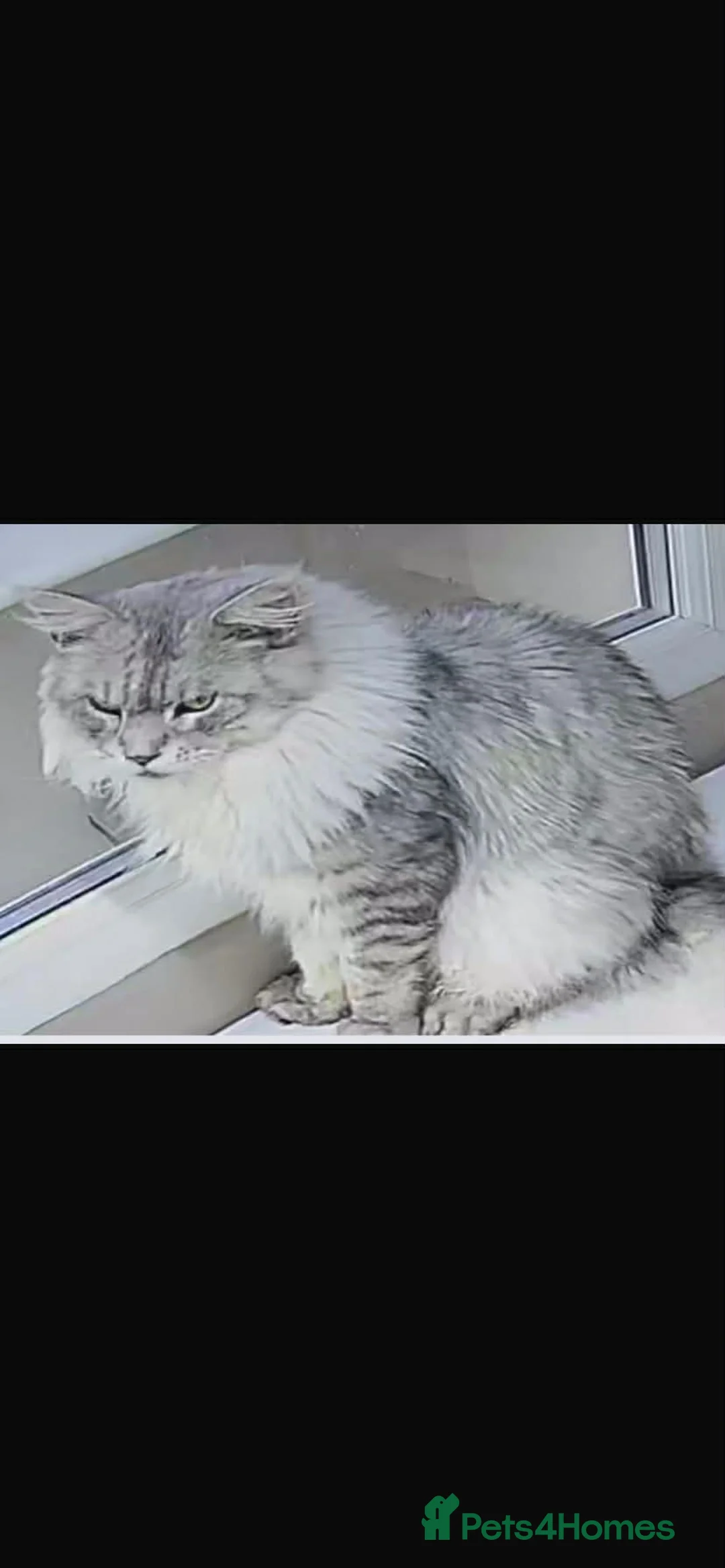 Maine Coon cats for sale: XXL Exceptional Pedigree Kittens Russian line - Advert 32