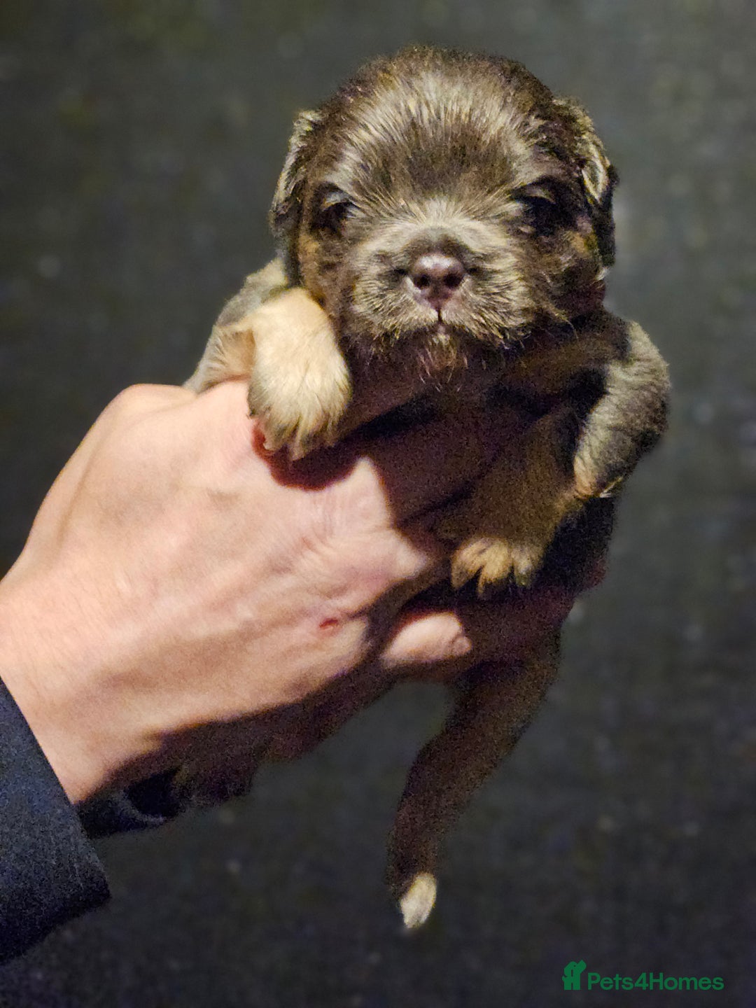 French Bulldog dogs for sale: Fluffy french bulldogs  - Advert 13