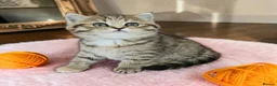 Scottish Fold cats for sale: Adorable Scottish Fold Straight Ear Tabby Kittens  - Advert 38
