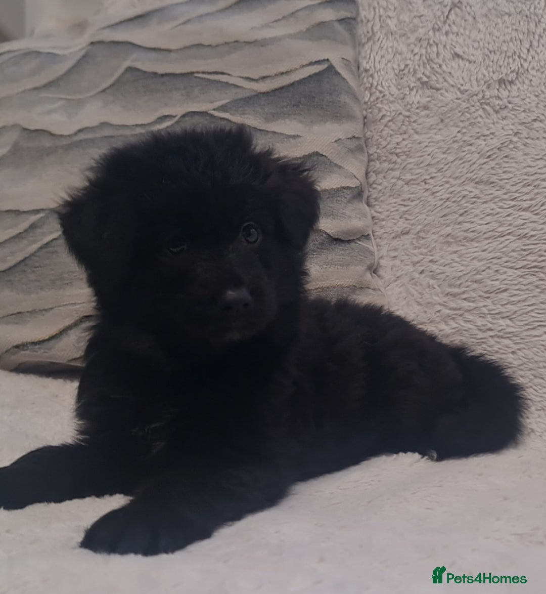 German Shepherd dogs for sale: KC, Top Quality Long Hair GSD Puppies  - Advert 29