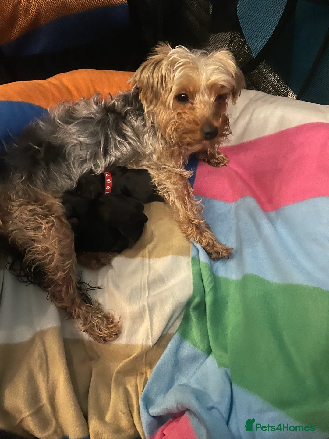 Yorkshire Terrier dogs for sale: Adorable Yorkshire terriers for sale  in Gateshead - Advert 18