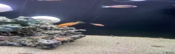 Cichlids fish for sale: Dragon blood (Malawi Cichlids) - Advert 3