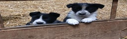 Border Collie dogs for sale: Adorable sherp dog pups for sale - Advert 9