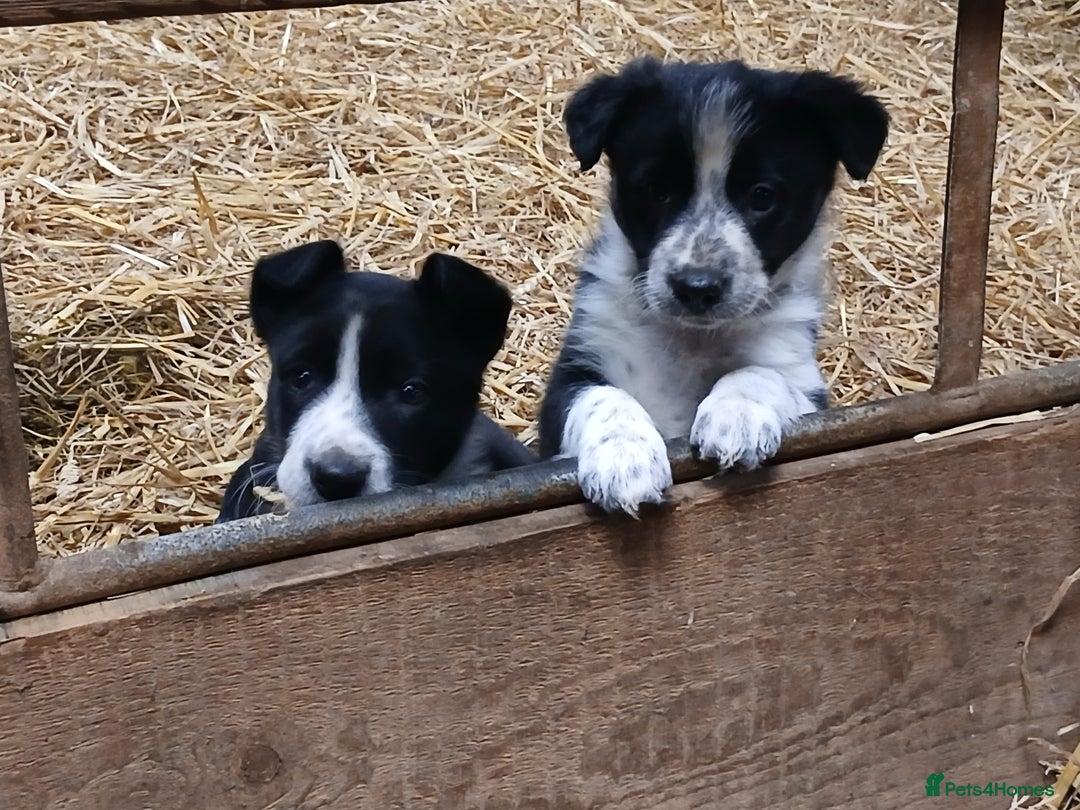 Border Collie dogs for sale: Adorable sherp dog pups for sale - Advert 9