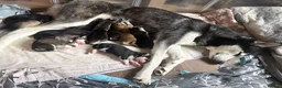 Siberian Husky dogs for sale: Siberian Huskies 12 week old female ready now  - Advert 9
