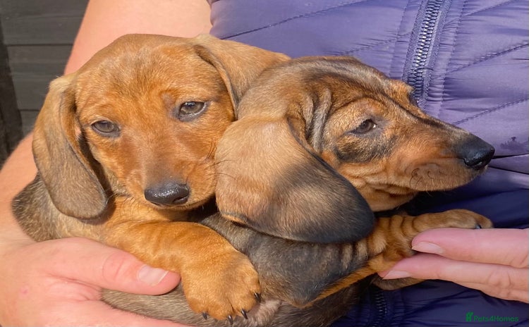 Miniature Dachshund dogs - Advert 11
