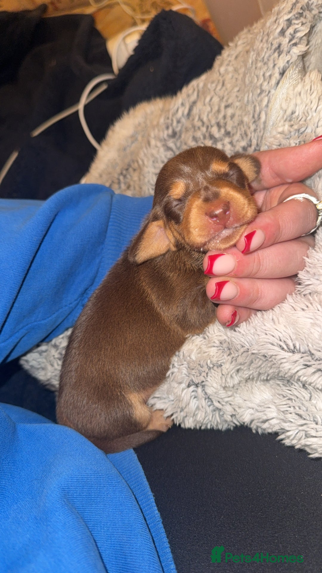 Miniature Dachshund dogs for sale: 3 Miniture dachshunds for sale  - Image 6