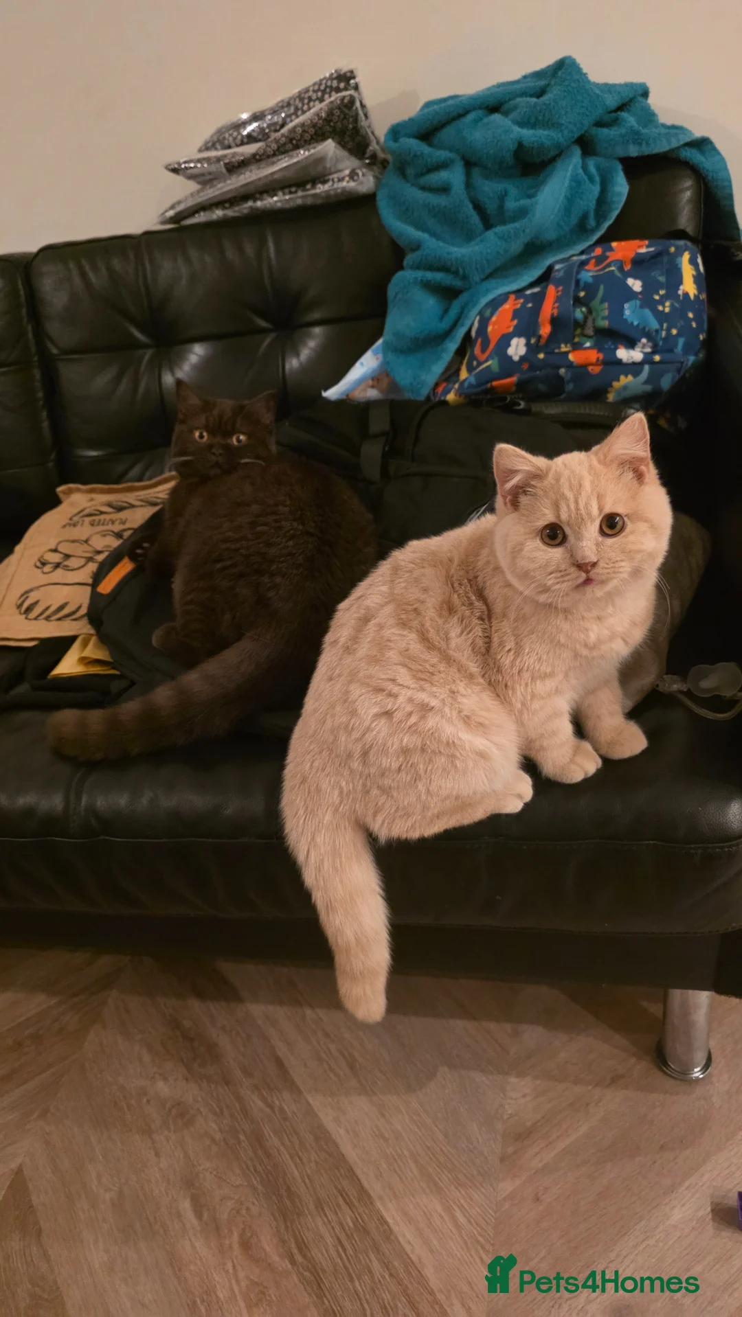 British Shorthair cats for sale: British Shorthair Pair – Must Stay Together - Advert 2