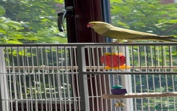 Ringnecks birds for sale: Violet ringneck / and green ringneck for sale  - Image 7