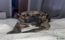 Presa Canario dogs for sale: Press Canario to rehome - Image 3