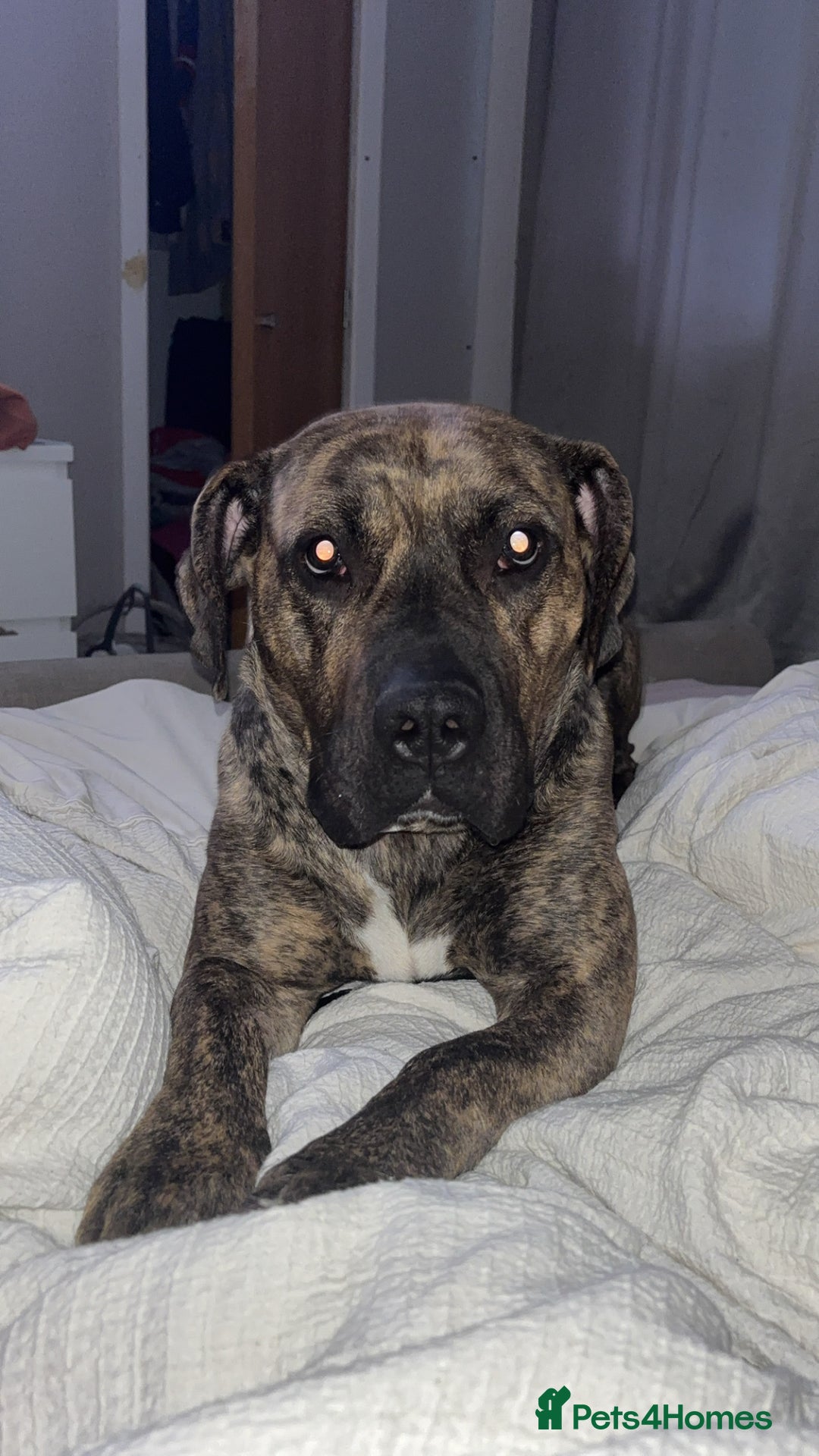 Presa Canario dogs for sale: Press Canario to rehome - Image 3