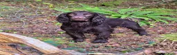 Cocker Spaniel dogs for sale: Stunning Working Cocker Spaniel Pups - Advert 4