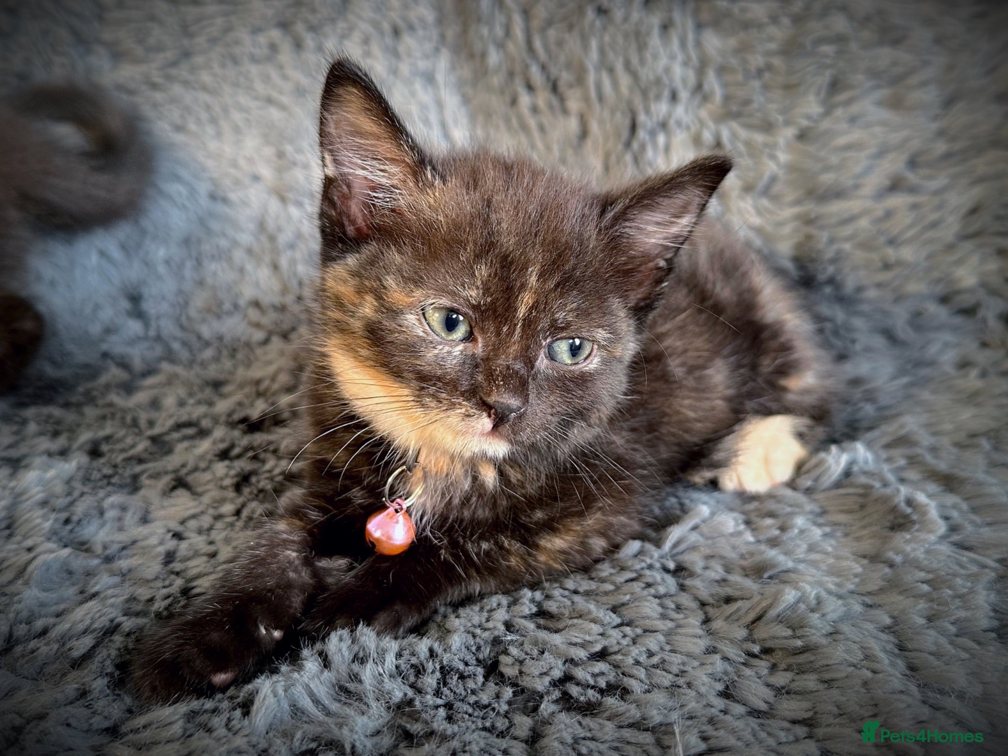 Mixed Breed cats 9 beautiful friendly kittens - Advert 2