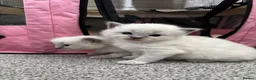 Ragdoll cats for sale: Pure blue point ragdolls  - Advert 18