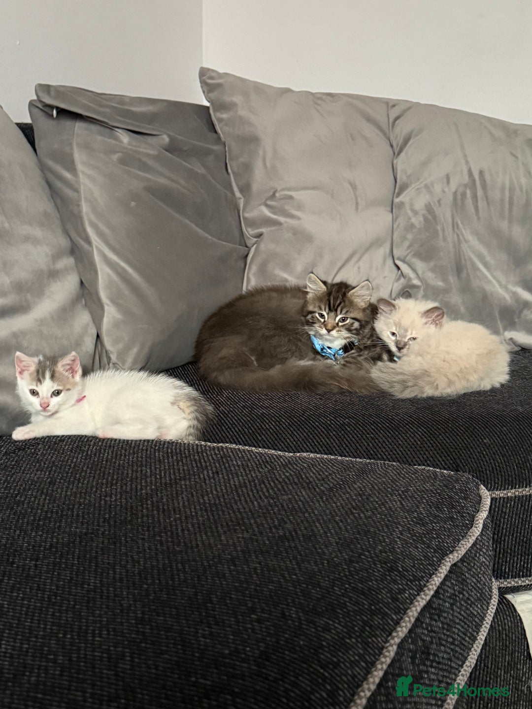 British Shorthair cats for sale: Beautiful BSH 2 male 1 female  - Image 32