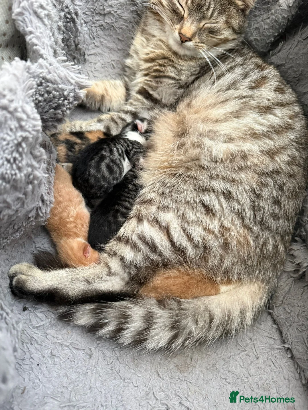 Mixed Breed cats for sale: Kitten ready to leave  - Advert 2