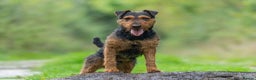 Lakeland Terrier dogs for stud: Stunning lakeland working terrier in Newark - Advert 7