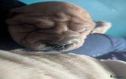 Shar Pei dogs for sale: One stunning female shar-pei left. - Image 3