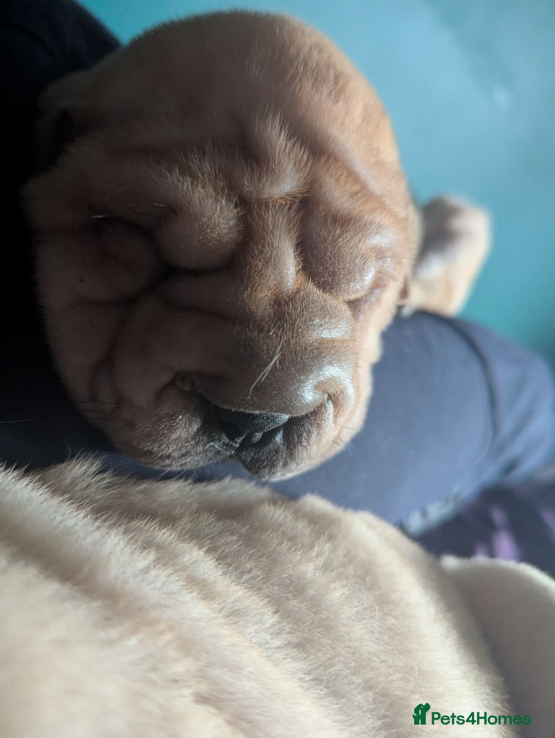 Shar Pei dogs for sale: One stunning female shar-pei left. - Image 3