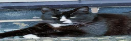 Mixed Breed cats for sale: Lovely 4Yr-Old Tuxedo Cat – Neutered & Microchip'd in Sheffield - Advert 4
