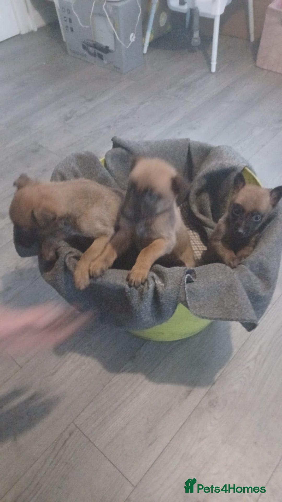 Belgian Shepherd Dog dogs for sale: Belgian Malinois  - Advert 4