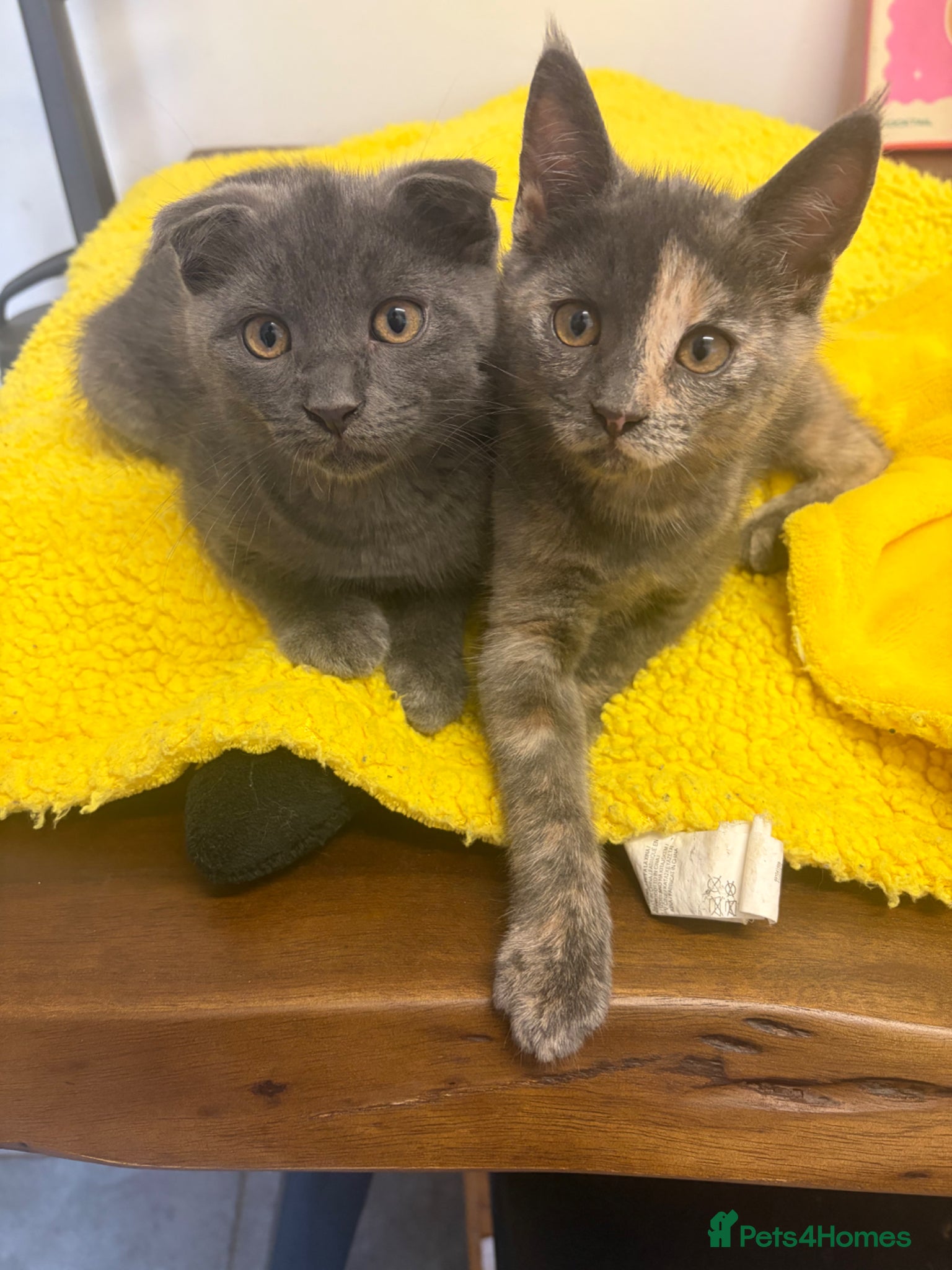 Scottish Fold cats £250 2 Scottish Fold Kittens left  - Advert 2