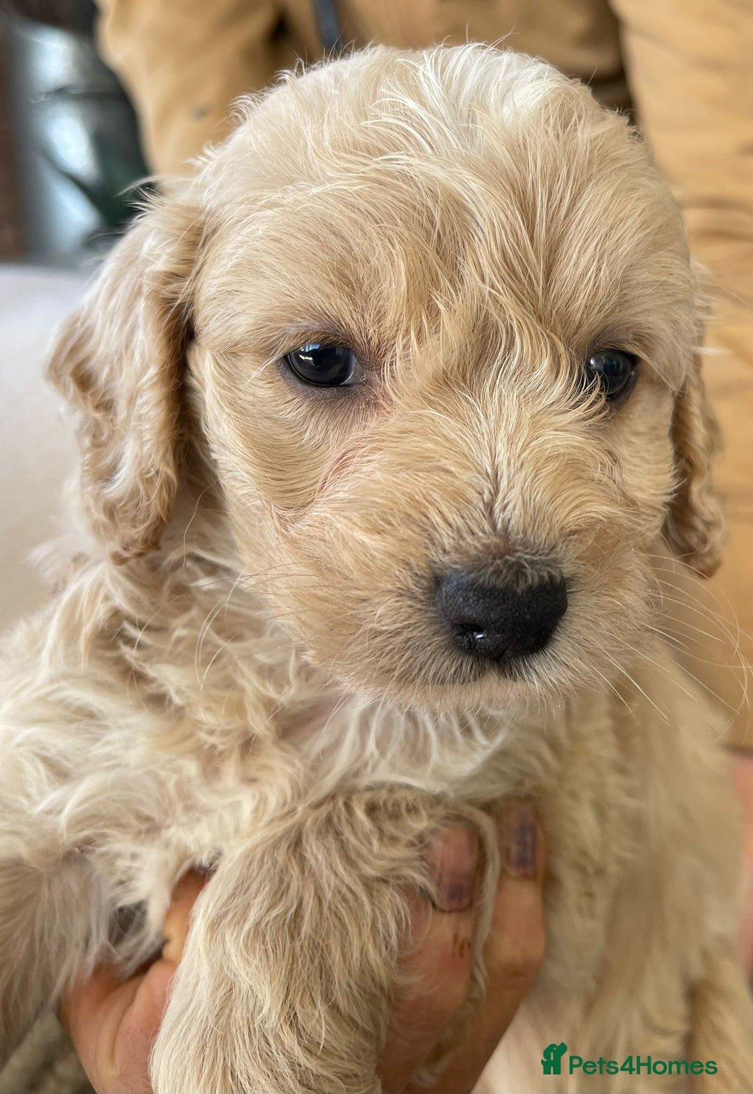 Cockapoo dogs for sale: Toy cockerpoo puppies  - Advert 4