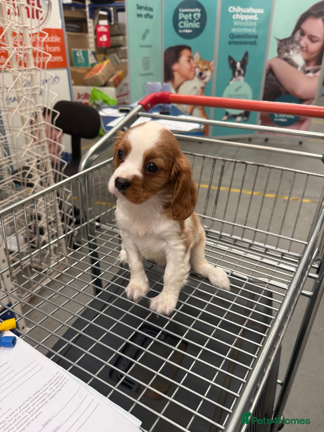 Cavalier King Charles Spaniel dogs for sale: Ready now Kennel club dna  clear cavalier puppies  - Image 18