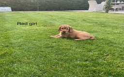 Cocker Spaniel dogs for sale: Hereditary clear Kc reg working Cocker spaniels - Image 1