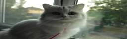 Persian cats for sale: Persian chinchilla silver back in Walsall - Advert 24