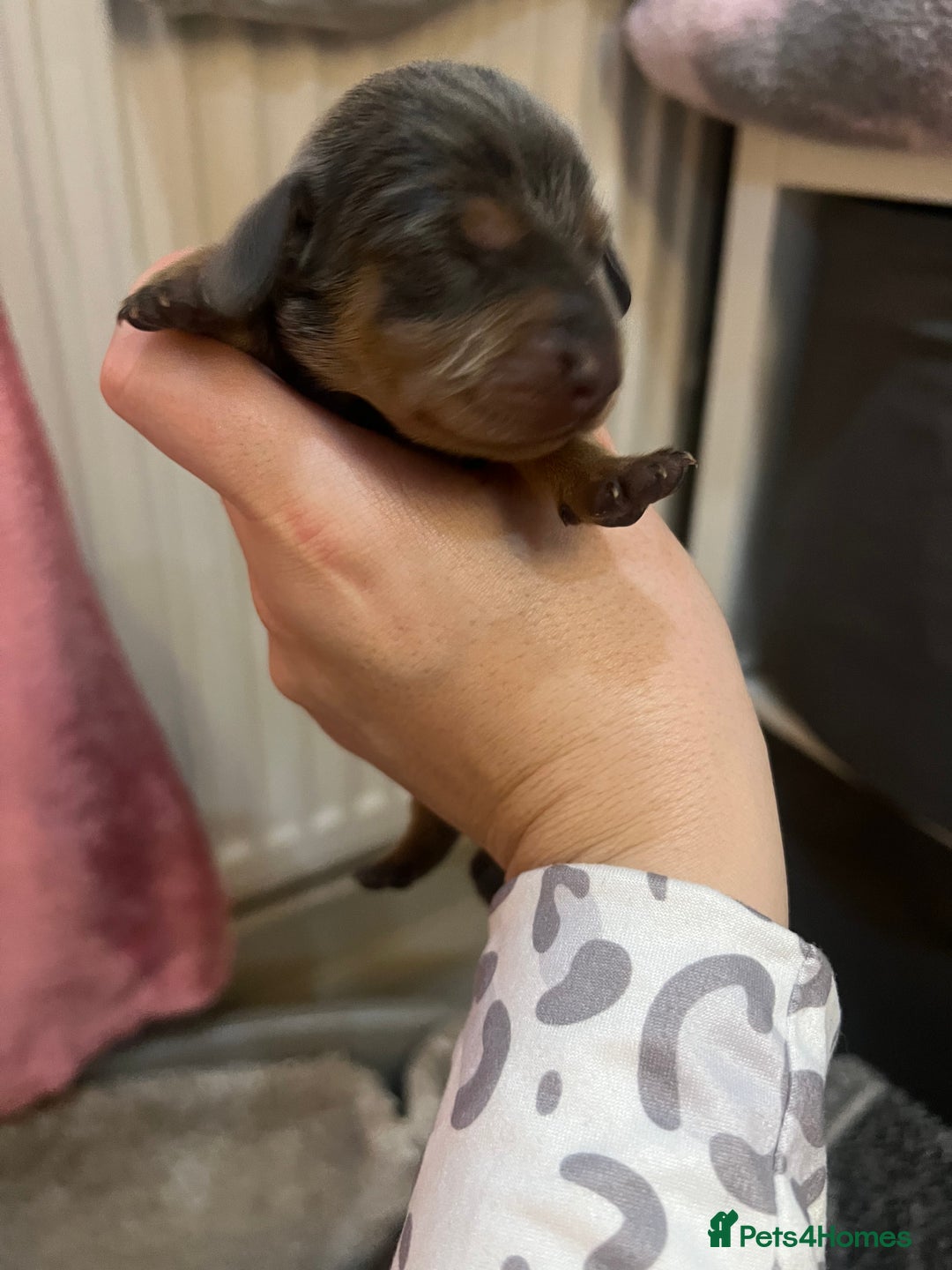 Miniature Dachshund dogs for sale: 💙KC REG💕💕💓Miniature dachshund 💙 - Advert 6