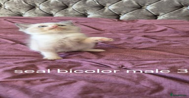 Ragdoll cats - Advert 3