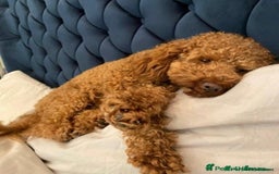 Cockapoo dogs for sale: Last Male fantastic champion line 20 combined  - Image 20